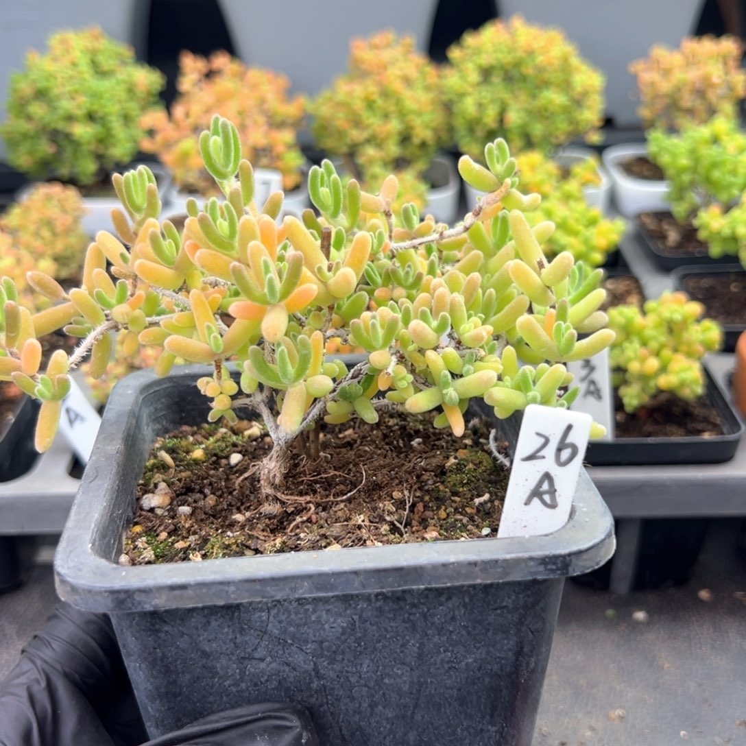 老桩造型款冰橙26号