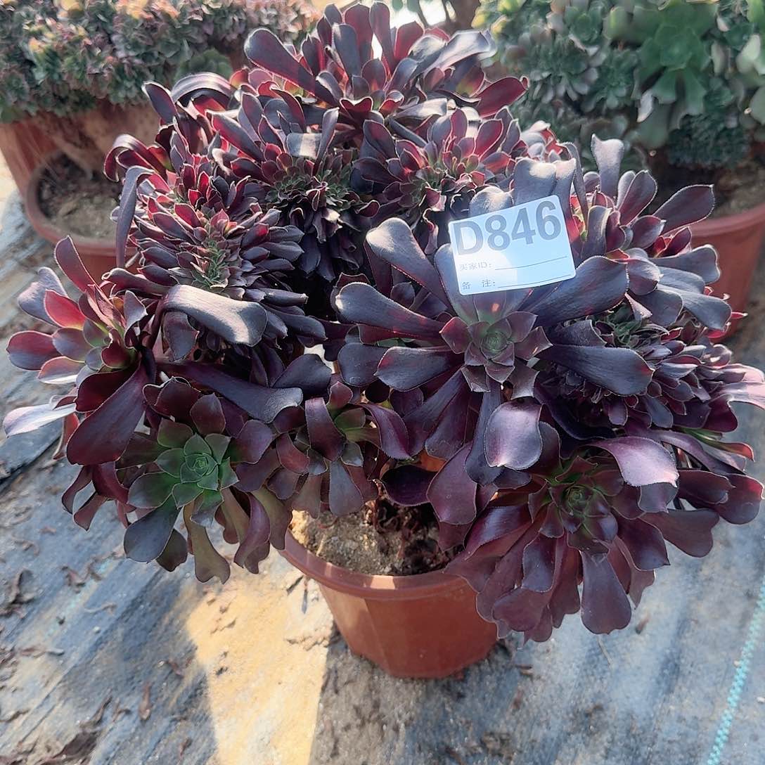 846欧紫一颗呀呀