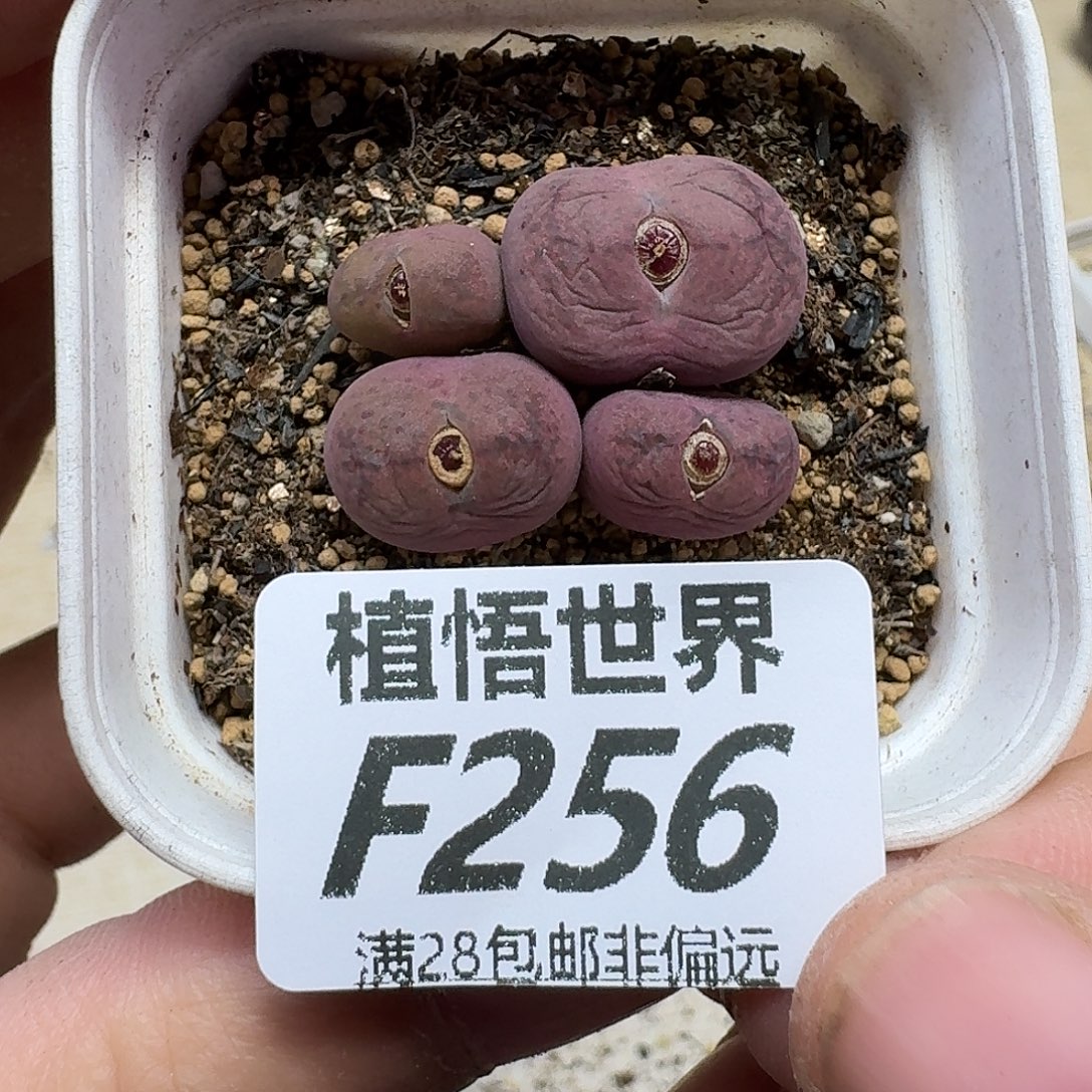 多肉植物的润泽fhn