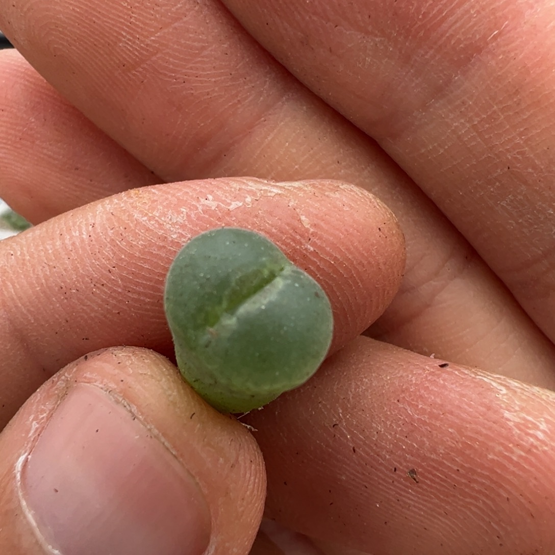 粉红女郎纽扣母本一物一拍