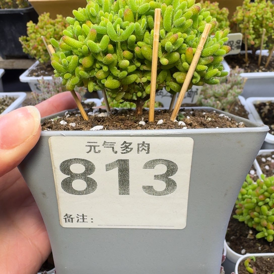 813号蘑菇头蜜桔糖球