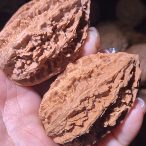 文玩核桃把件东北野生楸子小美148