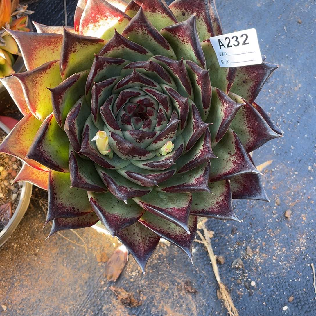 若如东云单拍A232