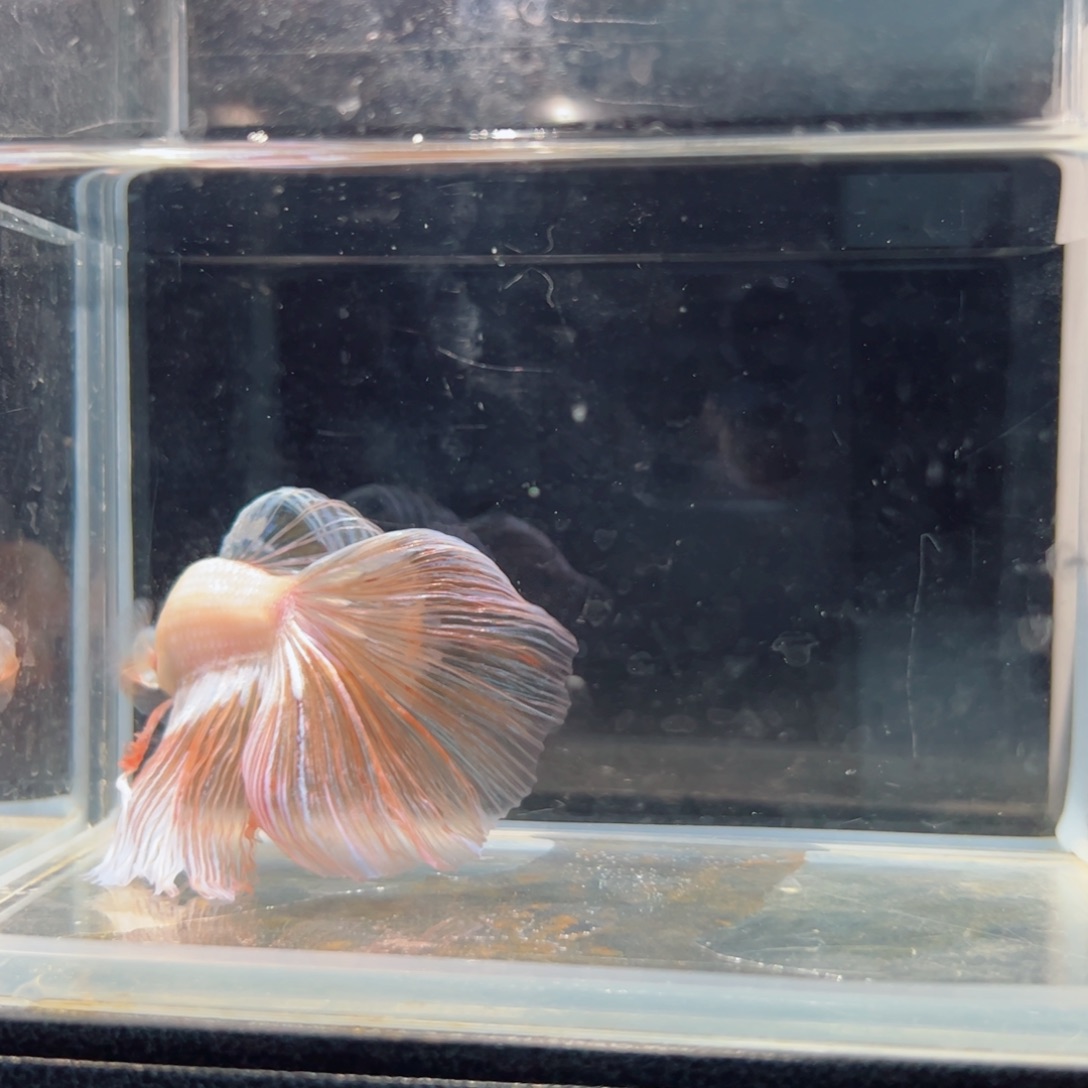 斗鱼浅色仙仙裙特殊尾
