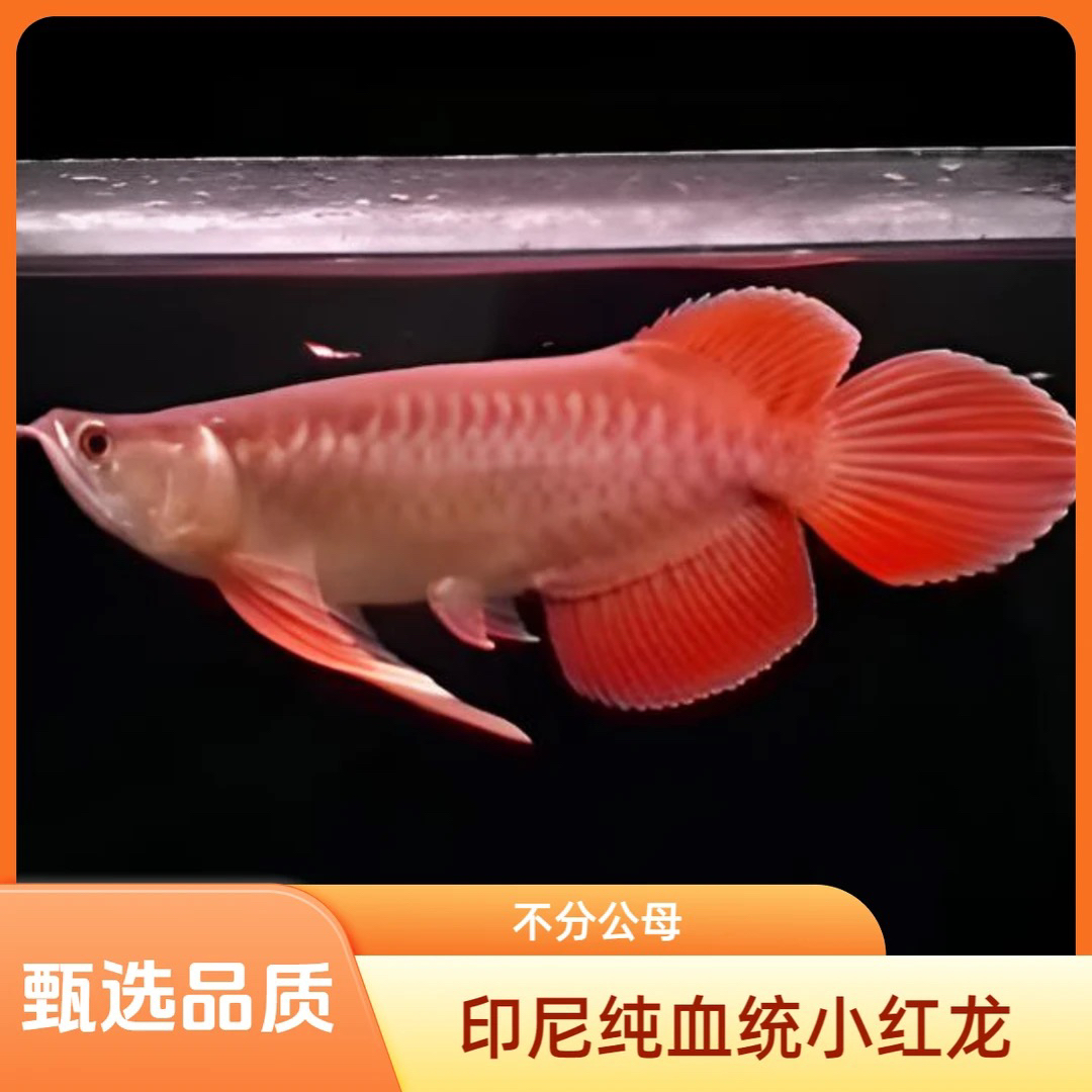 一品红龙鱼活体热带观赏鱼纯血过背金龙高端精品赛级