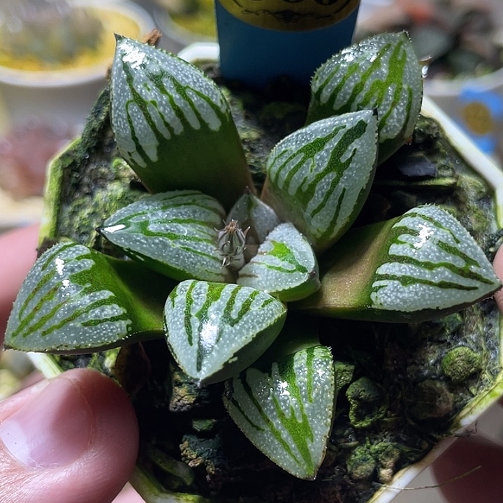 586快克特选福利一物
