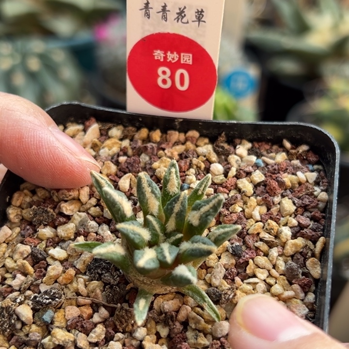 实生黑牡丹3.2cm一棵仙人球