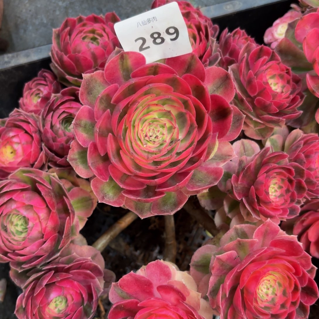 289多肉植物倾城