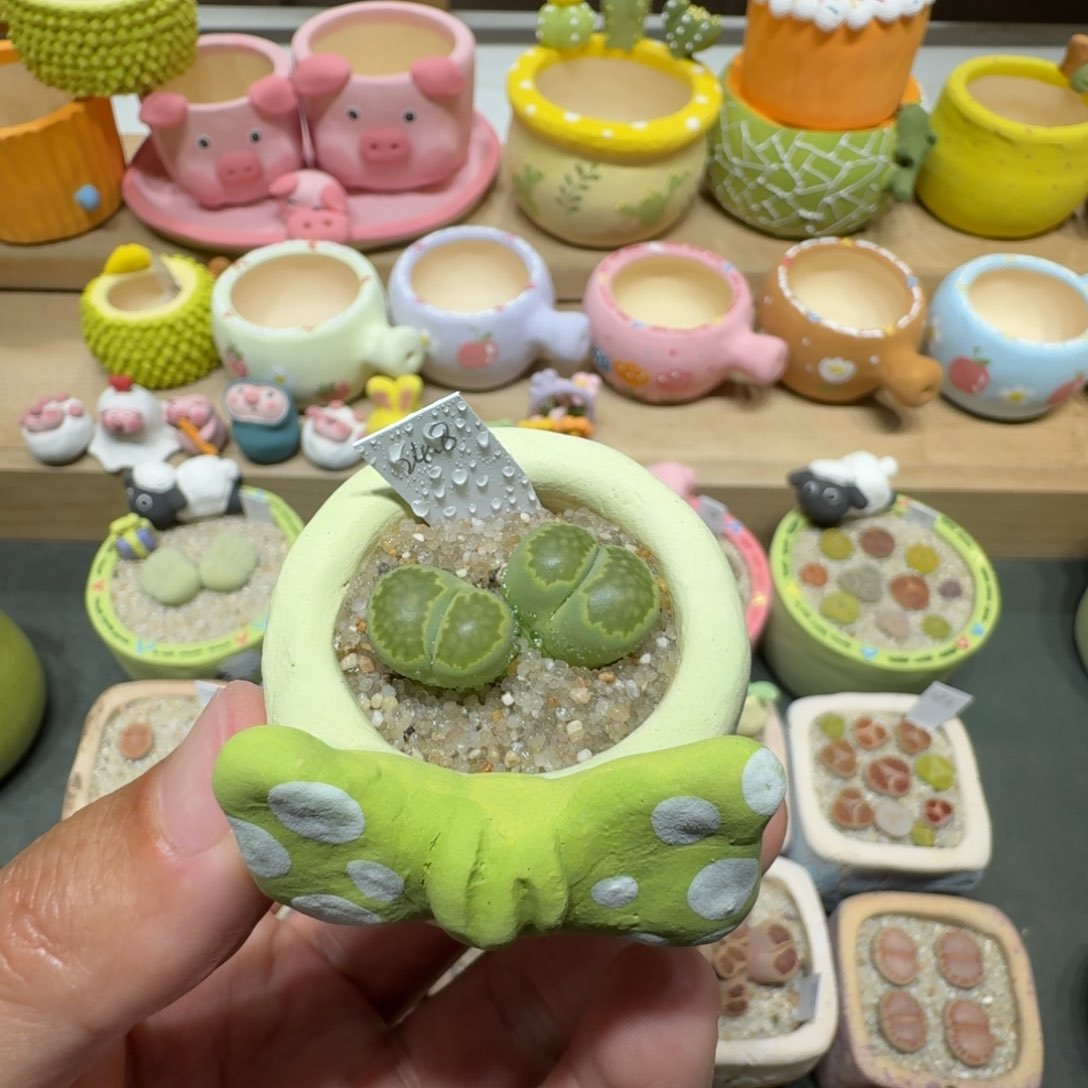 蘑菇239绿饼绿饼