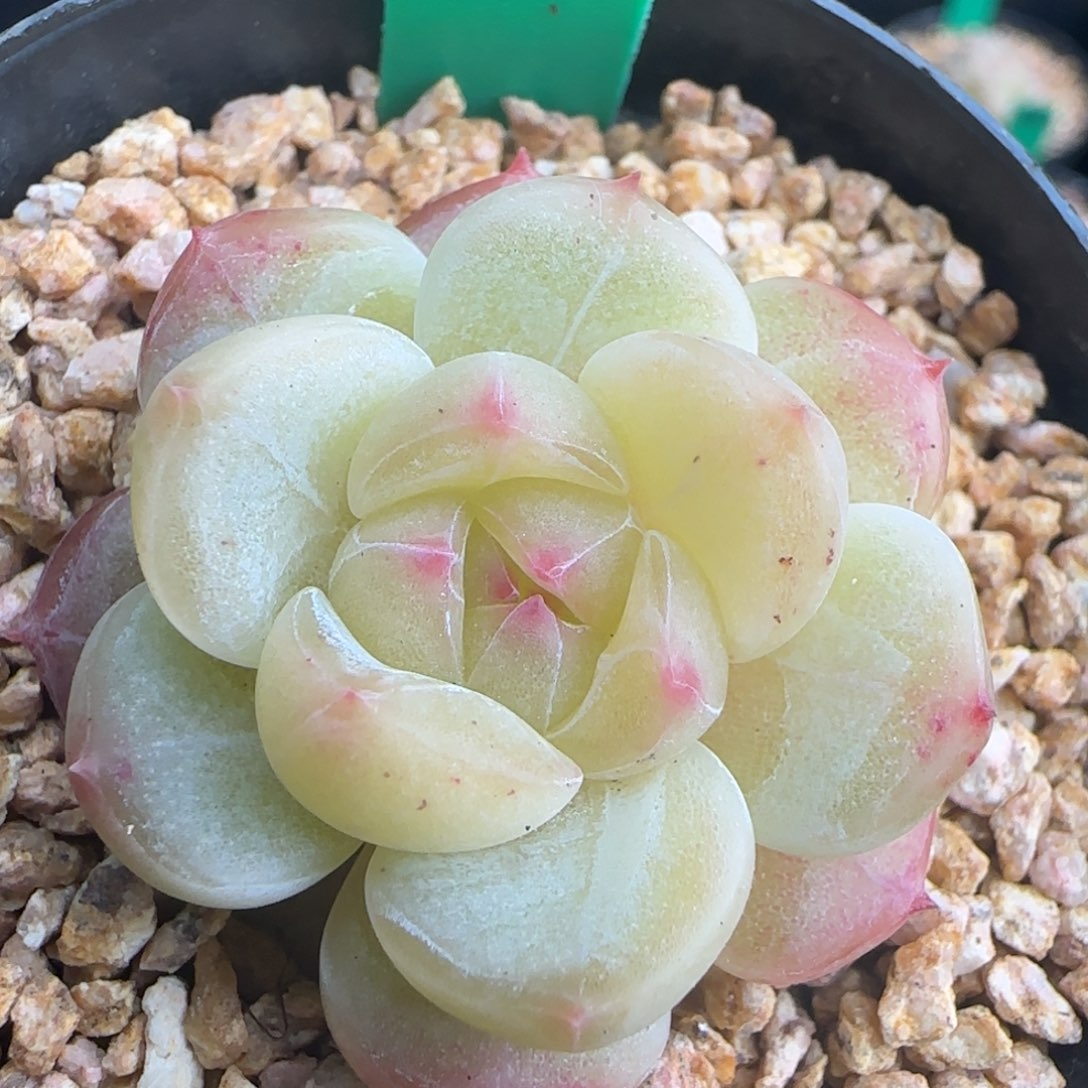 多肉39  糖心   5厘米盆