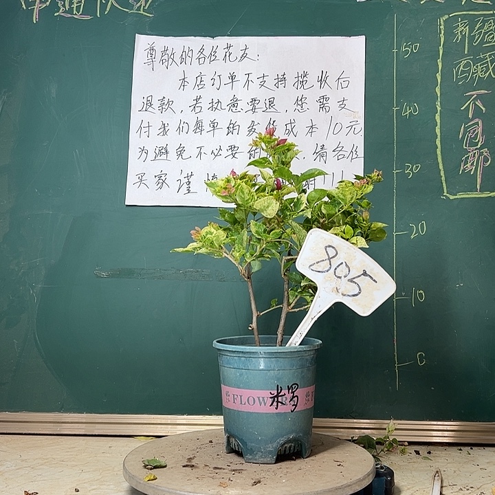 完全开放双杆 斑叶米罗805