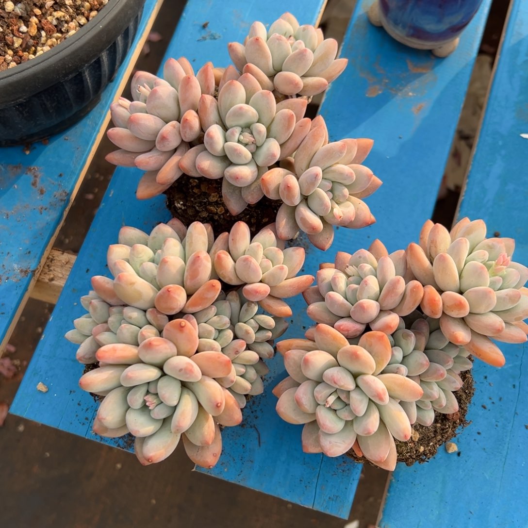 3颗老庄香水0000000000