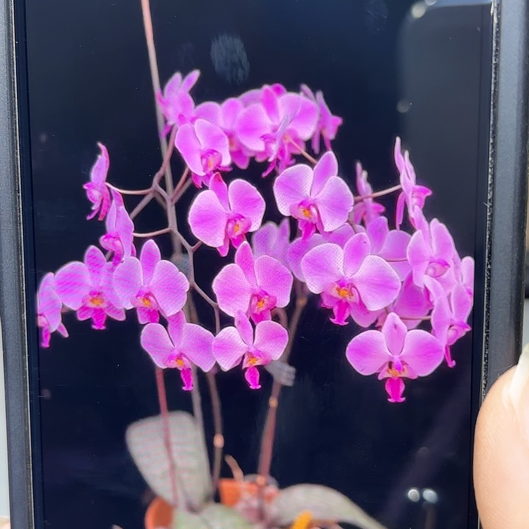 当前无花栽培后可以开花红唇蜜雪儿