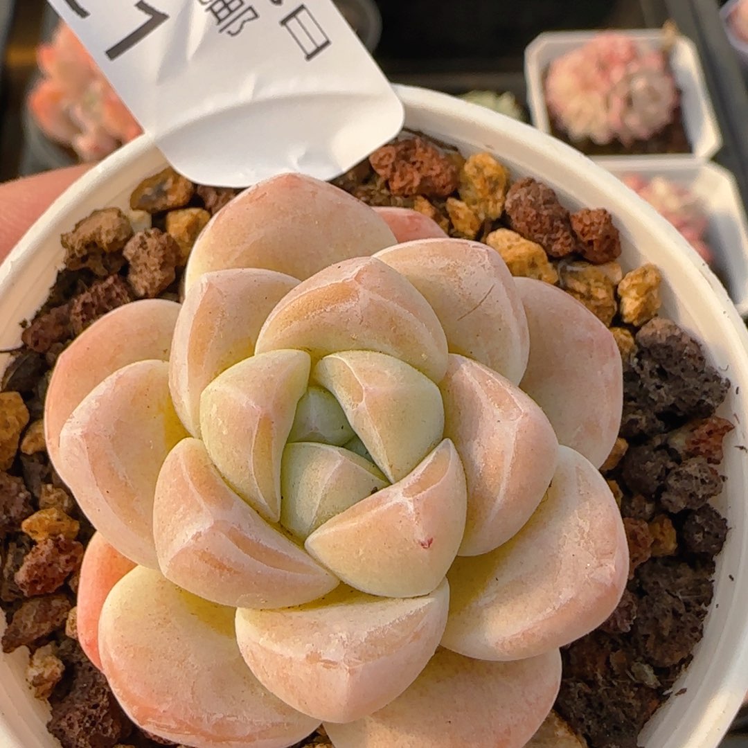 C1冰玉单头一颗脱土