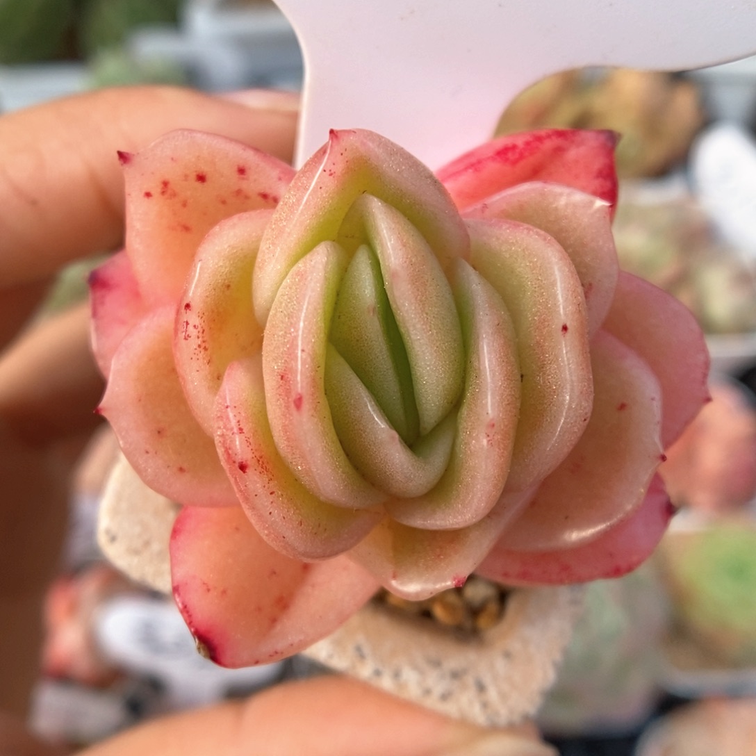 杂交可拍带盆590号。