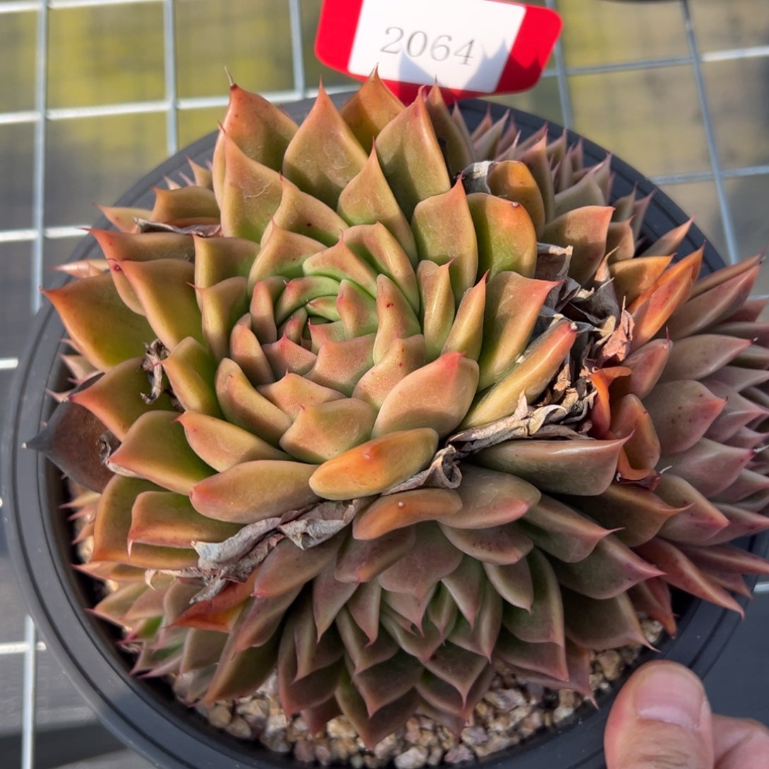 2064肉多么多哦哟