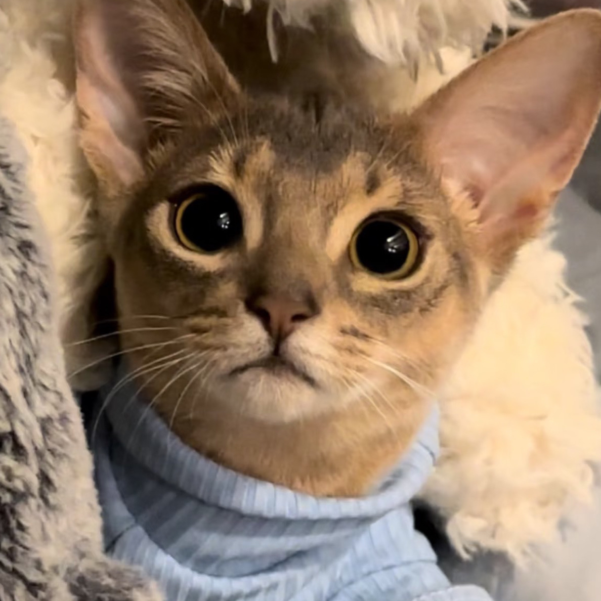 丁丁家•阿比西尼亚猫咪活体补差价