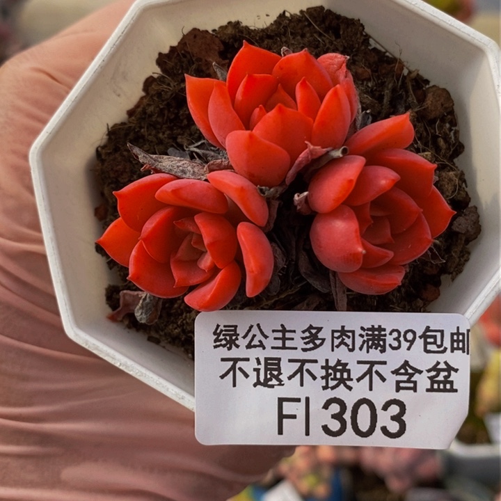 高贵5cm303多肉植物