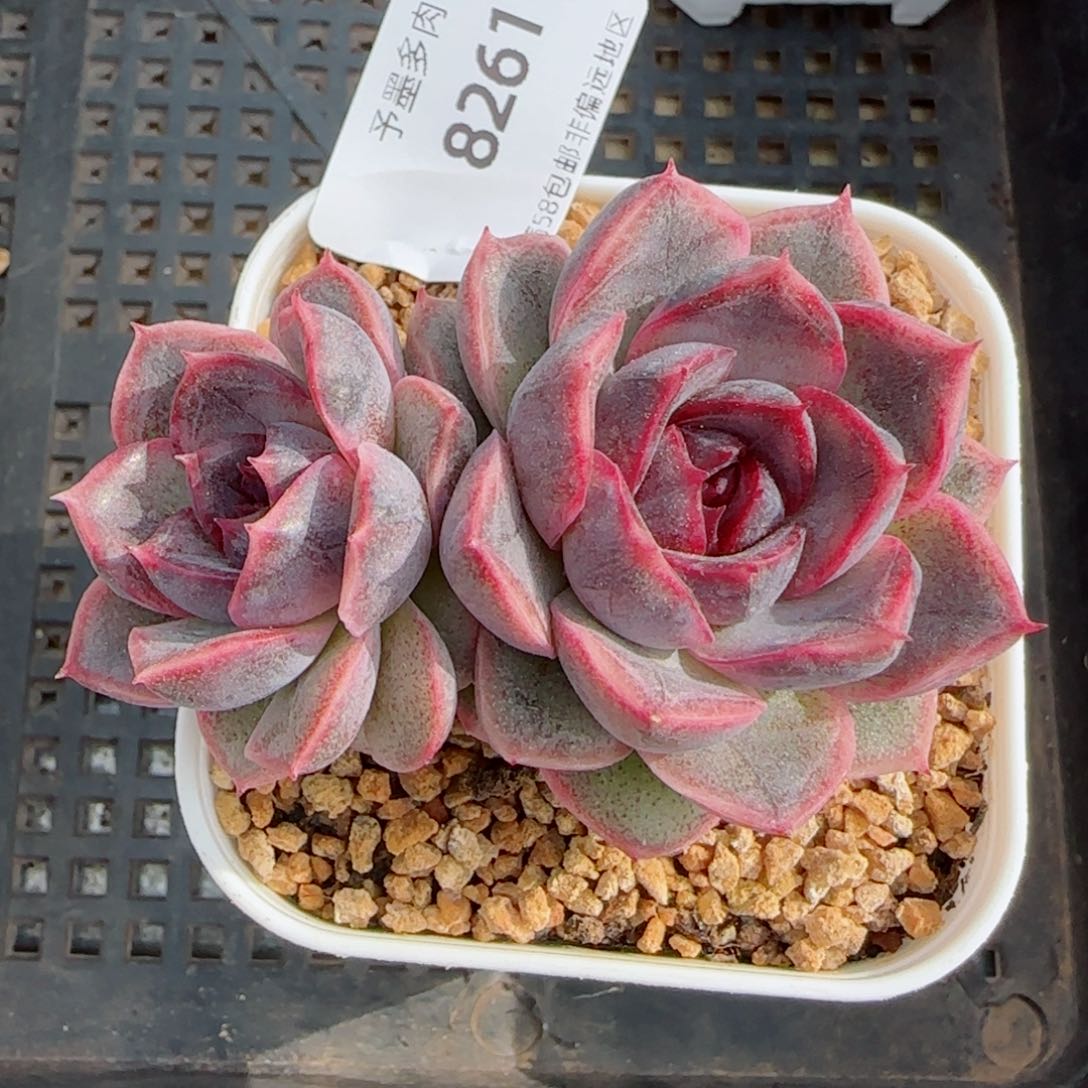 黑果糖，8261多肉植物