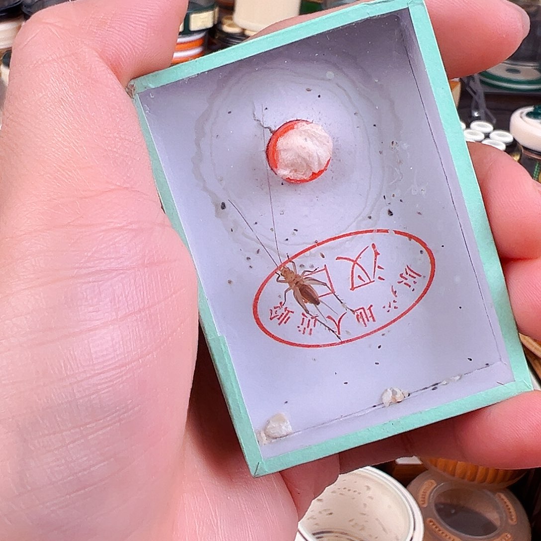 突***突好听的大黄蛉一个