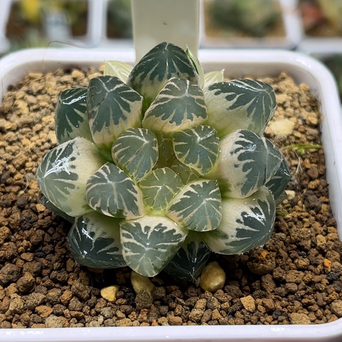 196糊斑龙爪玉露锦带仔福利专场