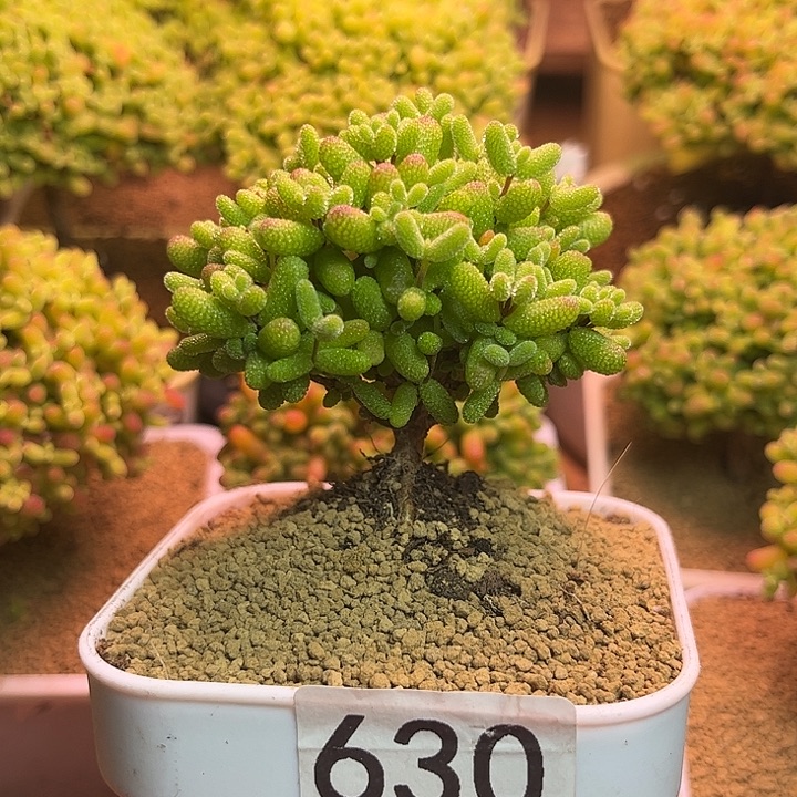 无花朵630金桔糖球