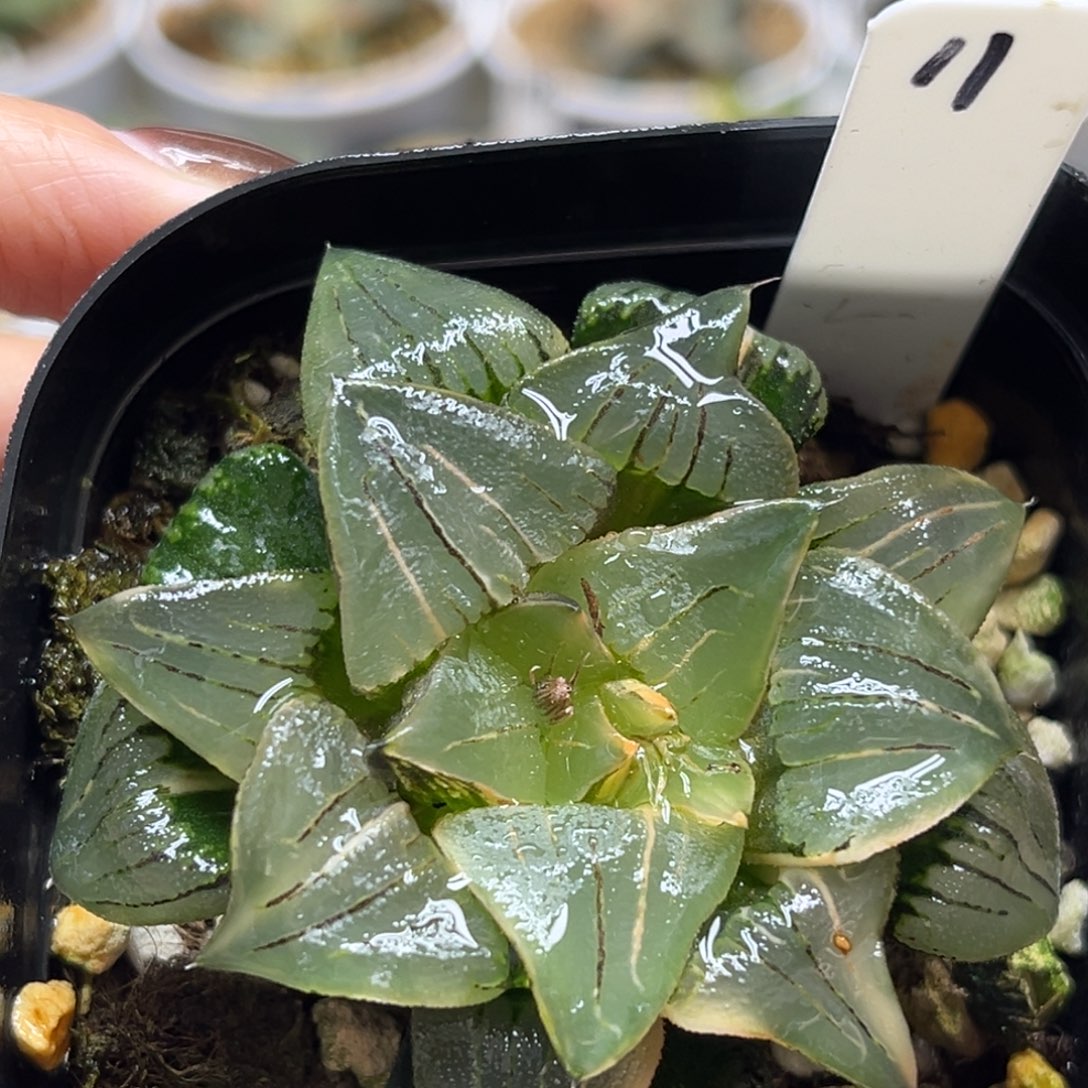11红纹寿锦福利专场