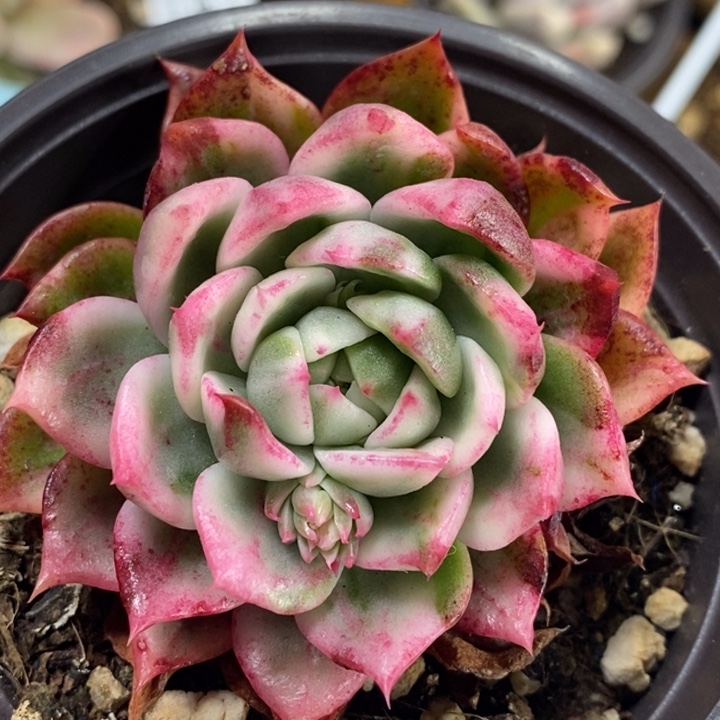 476蝴蝶飞锦单头带根