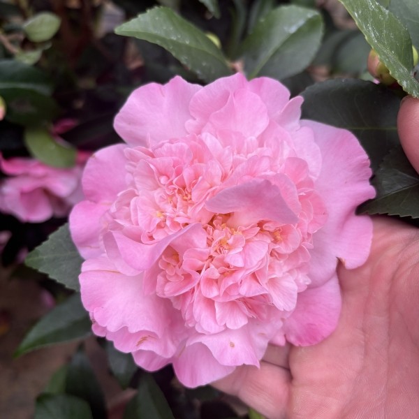 香妃山茶花带花苞浓香型冬季开花适合室内外种植
