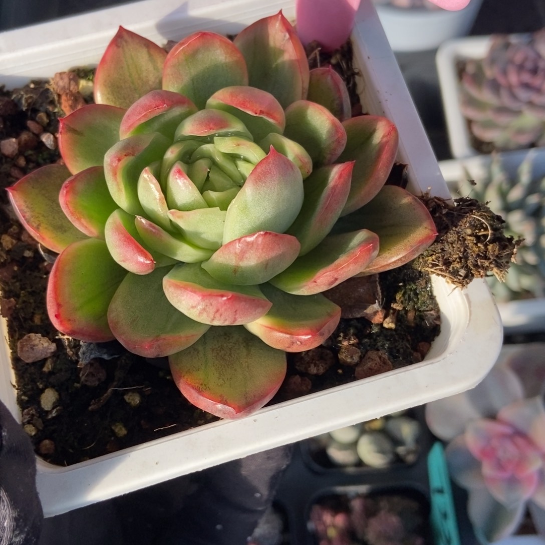 936水晶珍妮锦多肉