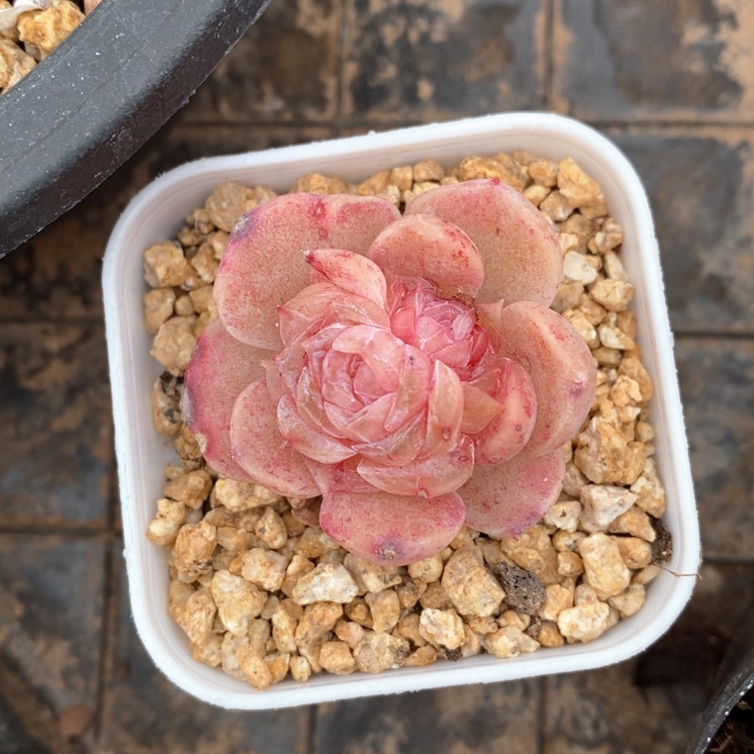 精品多肉一物一拍不包整88