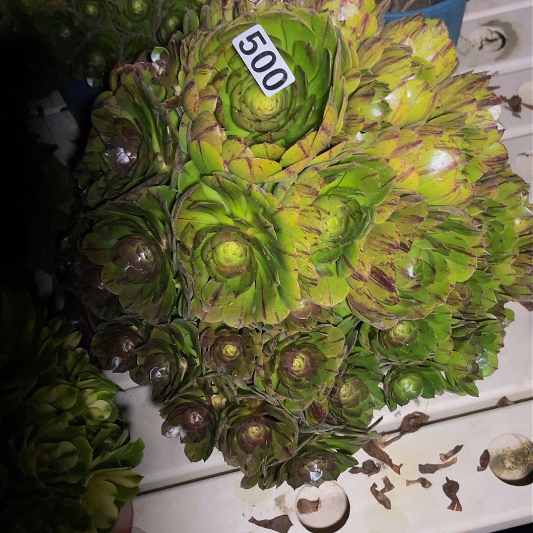 法师法师3//-33包邮fa s