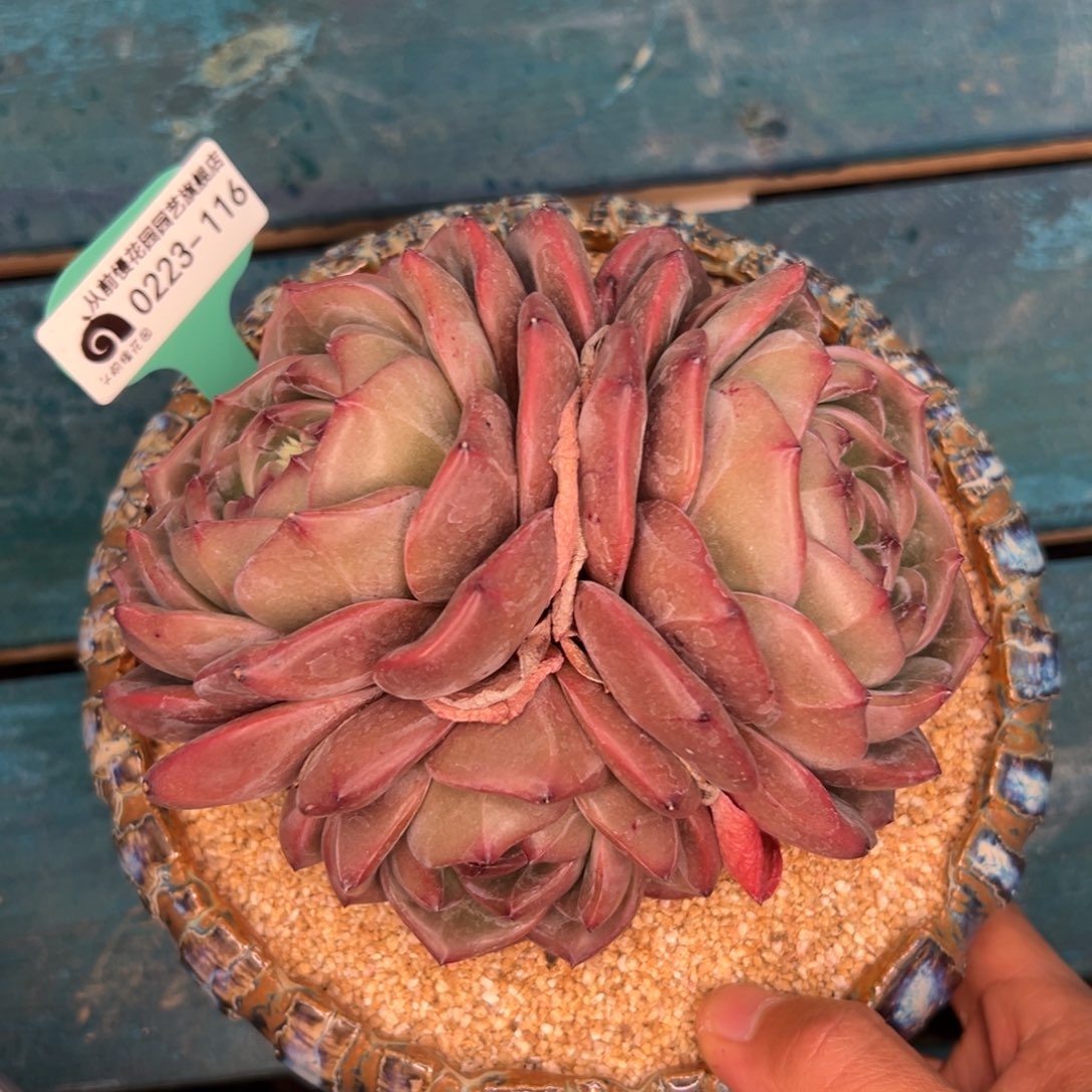 多肉一物一拍0223-116