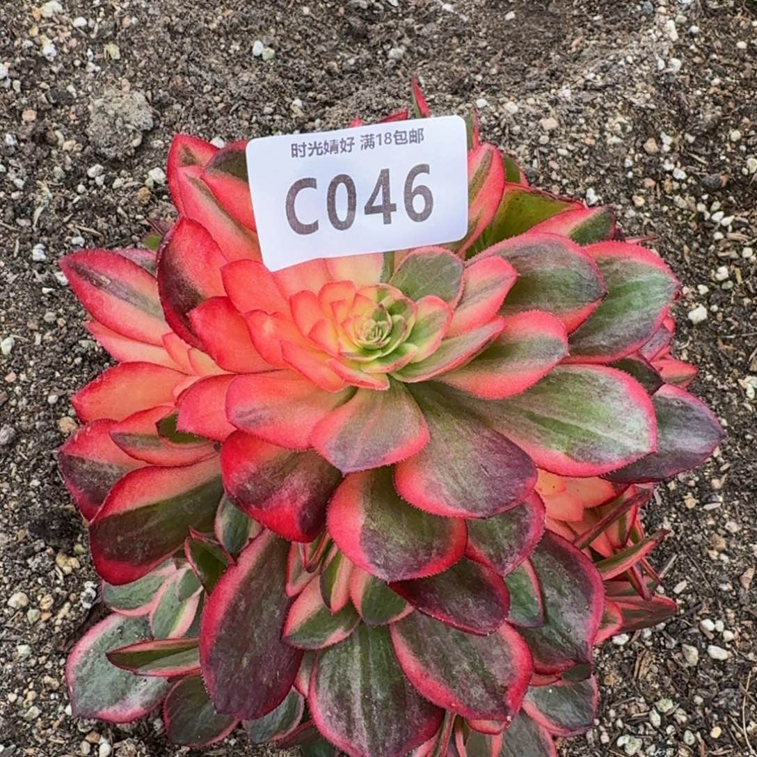 046黑魔锦多肉植物