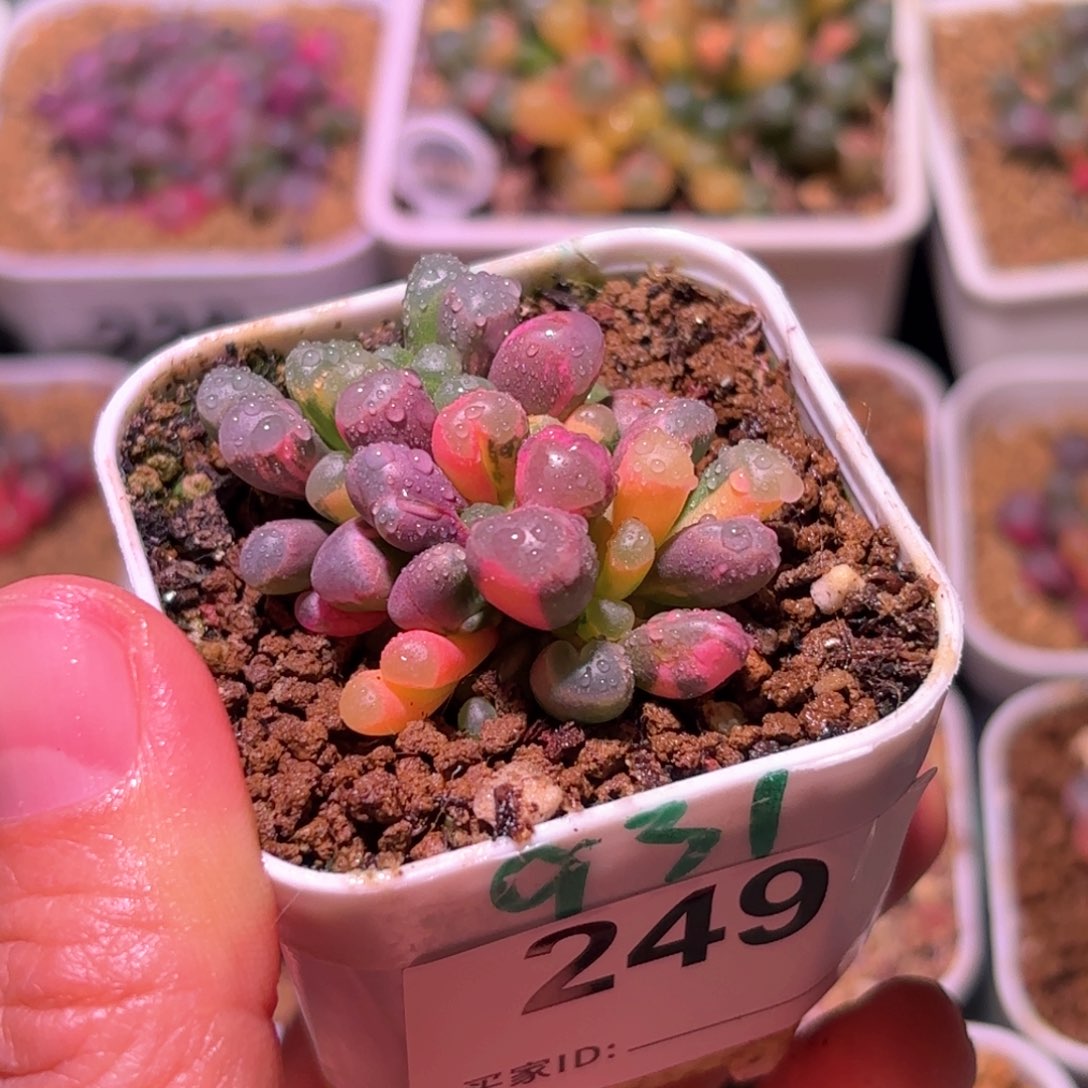 249号五十铃玉锦多肉植物锦一物一拍带盆土