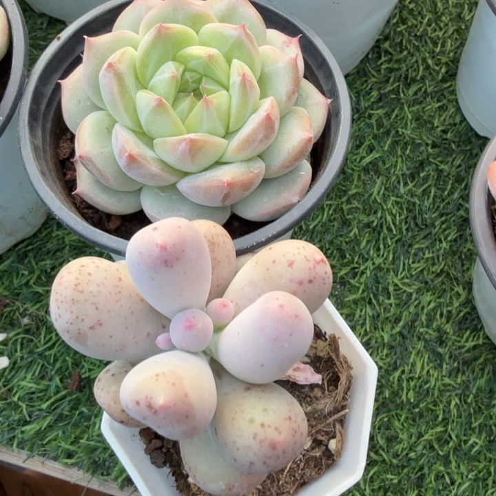 胖***团绿鸾一颗，米可奶一颗。 