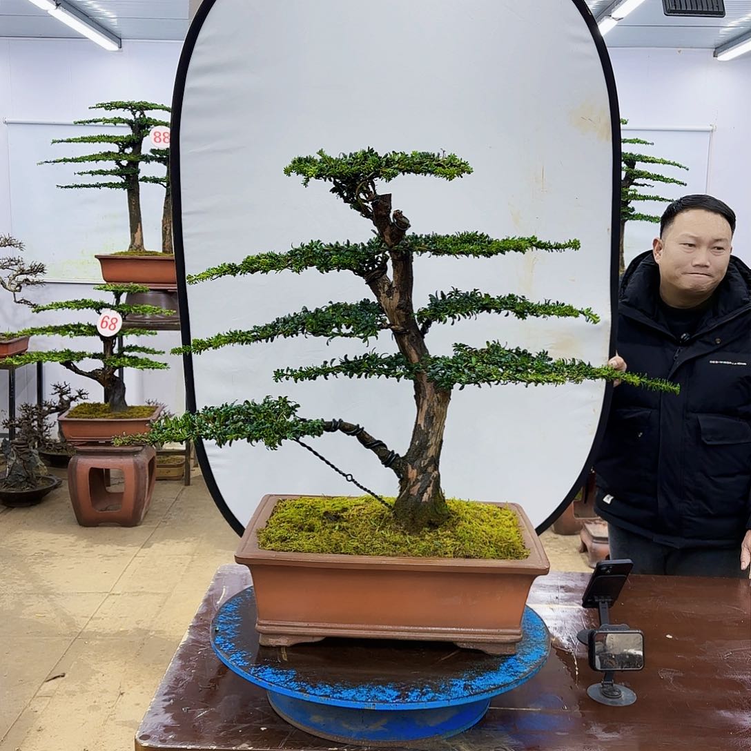 盆景欢迎大家一起来捡漏