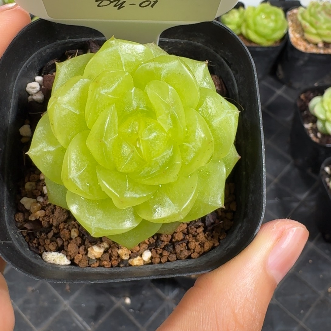 ****啊0909-1-3013单头一颗