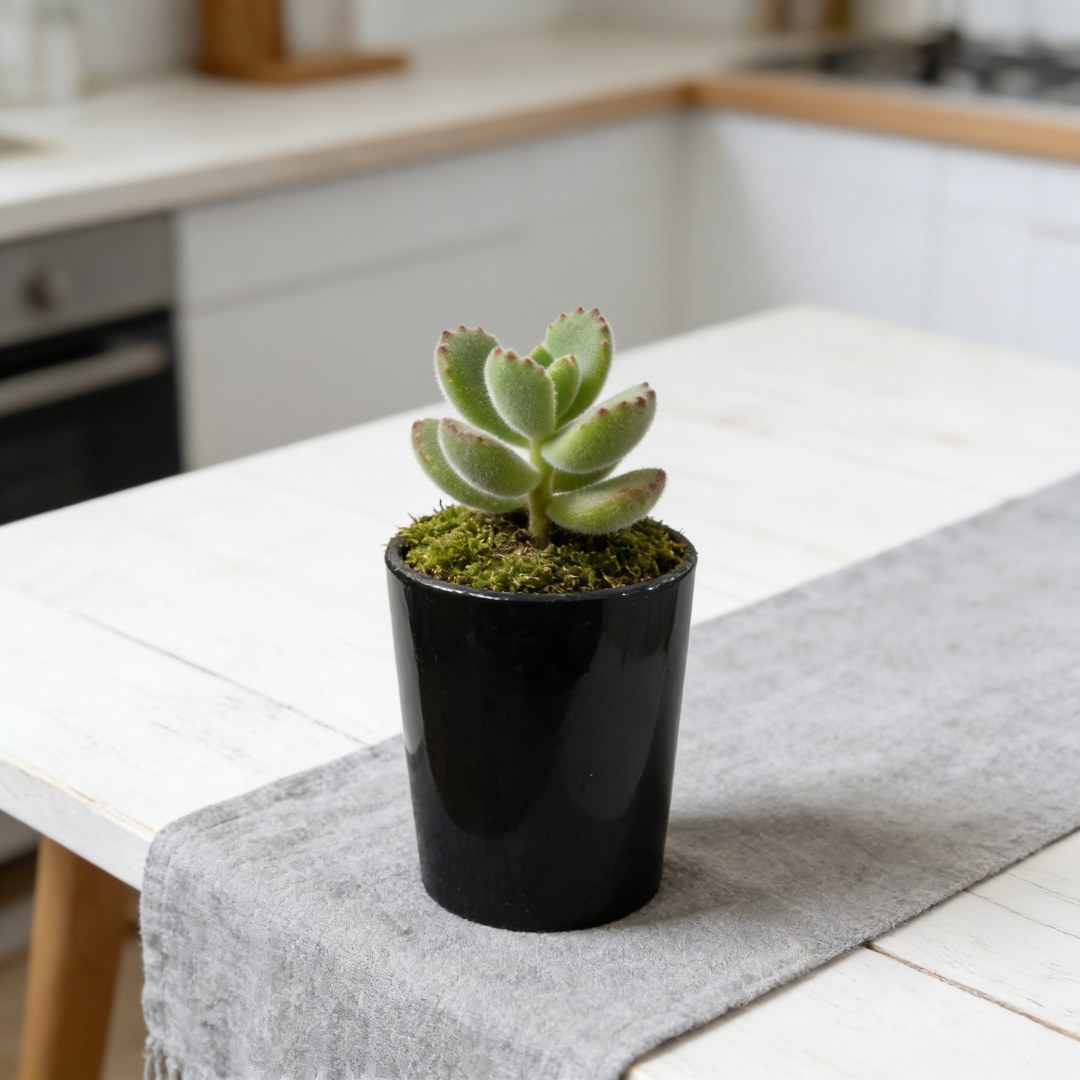 所有单凑满15发~直径9高11黑色高桩盆栽盆景多肉花盆1921