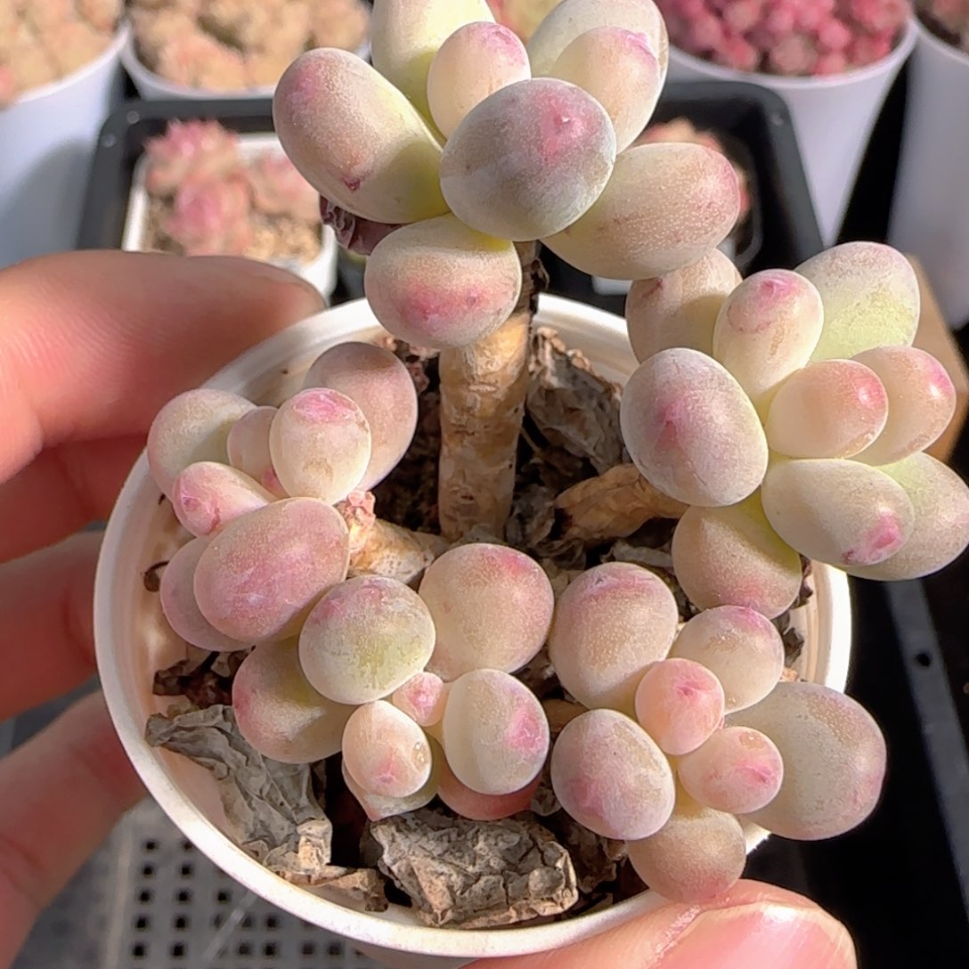 多肉1229-269苹果美人小老桩