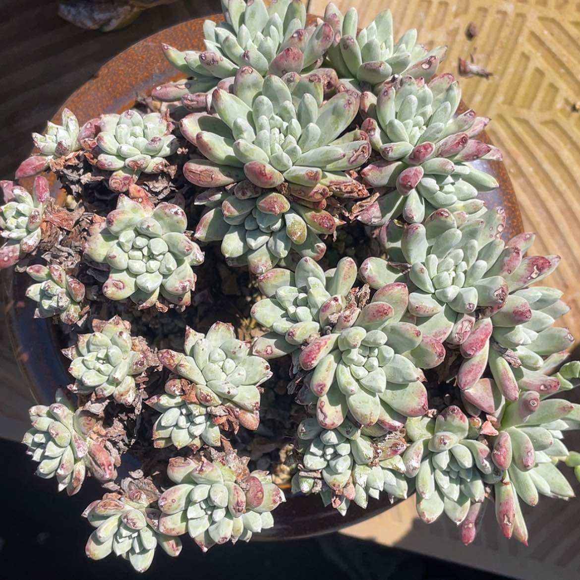 【闪购商品】法三老庄