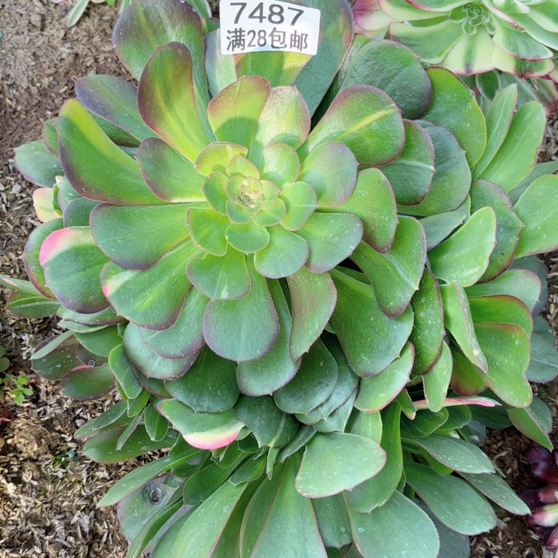 G. 7487绍修七彩多肉