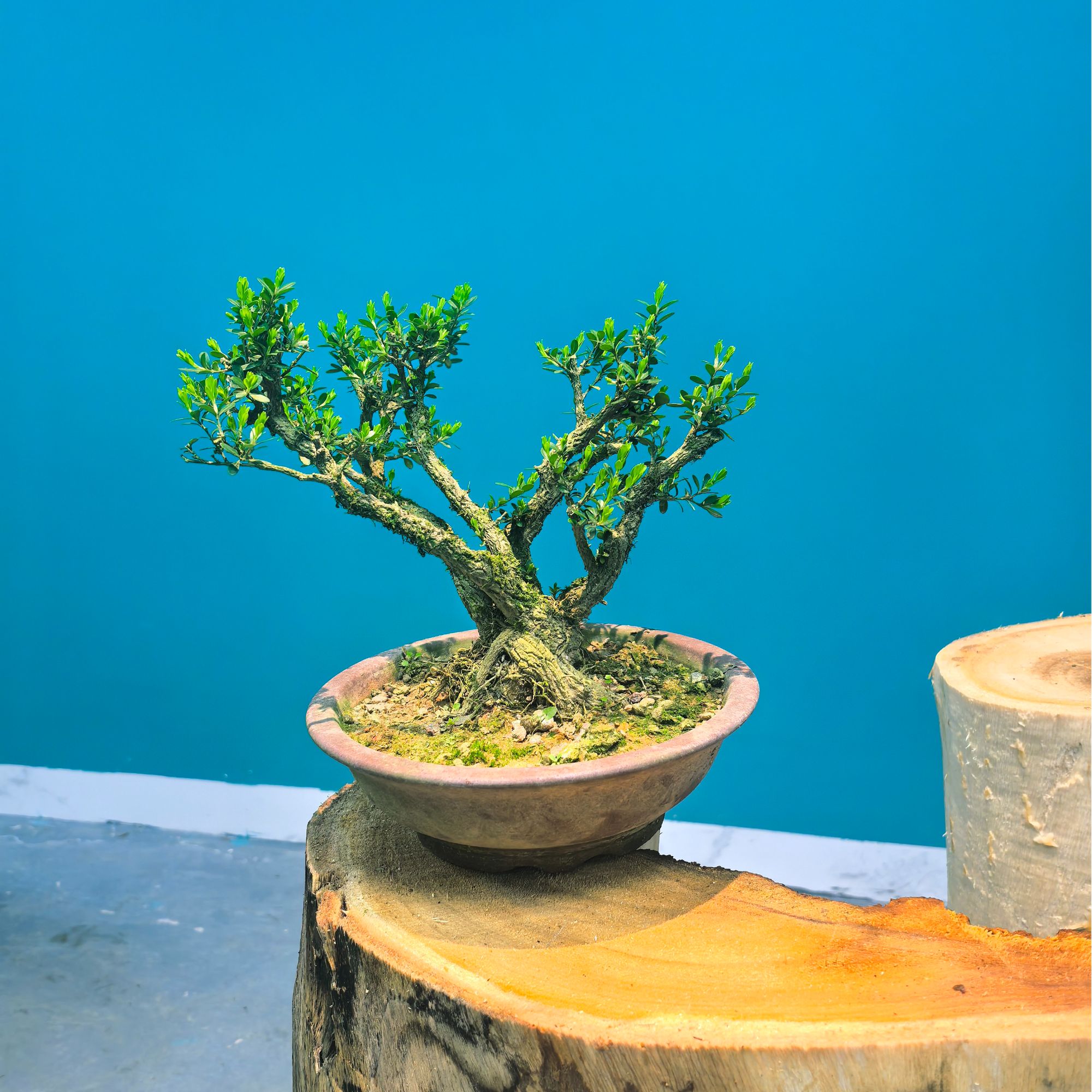 多杆山采黄杨小老桩