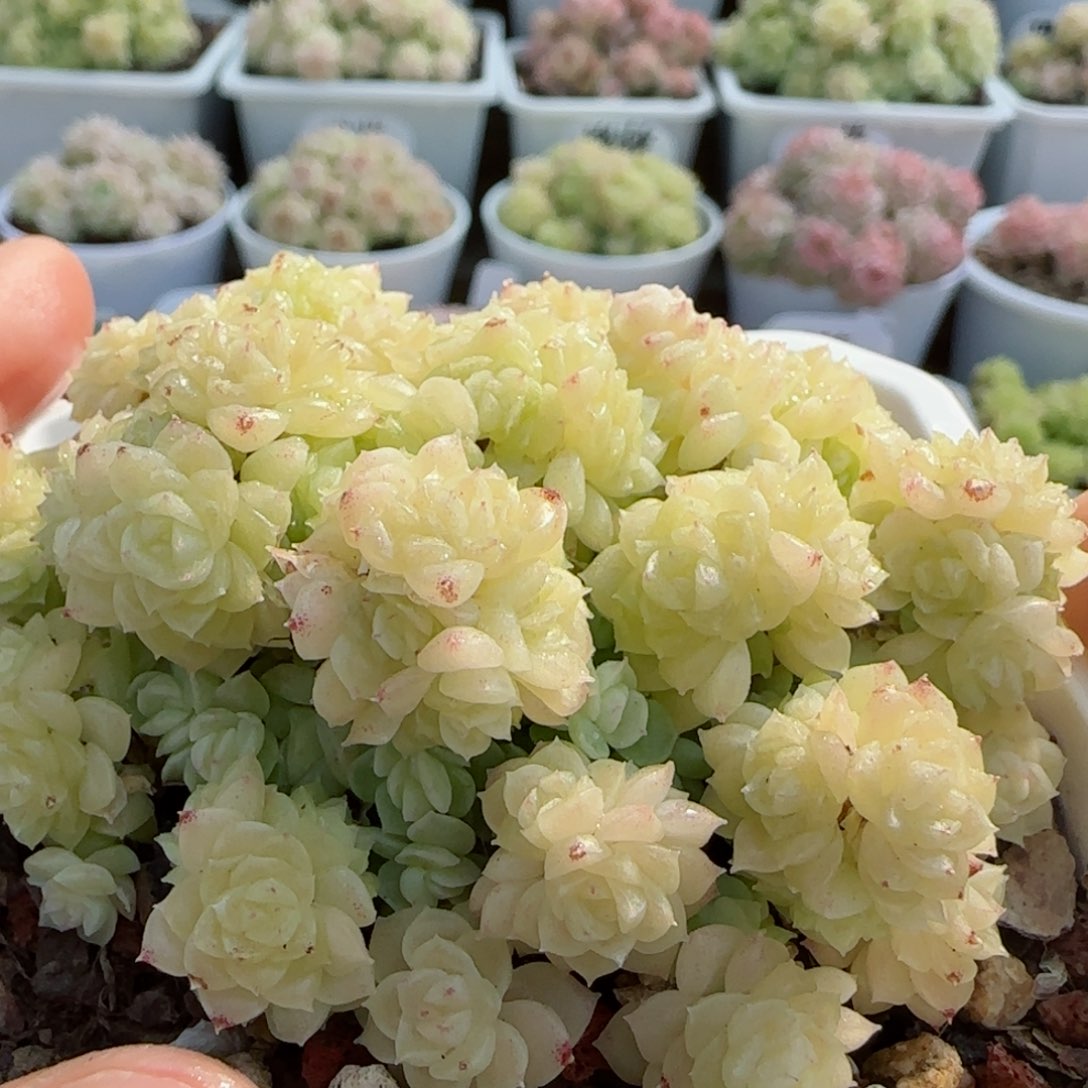 【闪购商品】0226-41珠光花朵优选麦杆