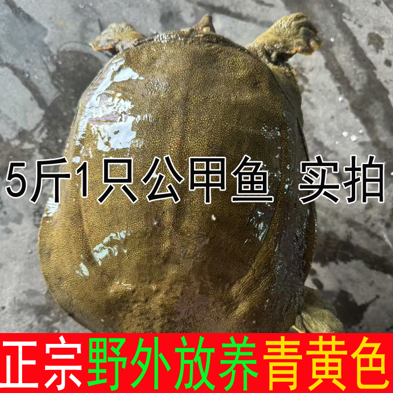 5斤1只 青黄色大公甲鱼活体鲜活甲鱼直播卖货 生态鲜活水鱼王八