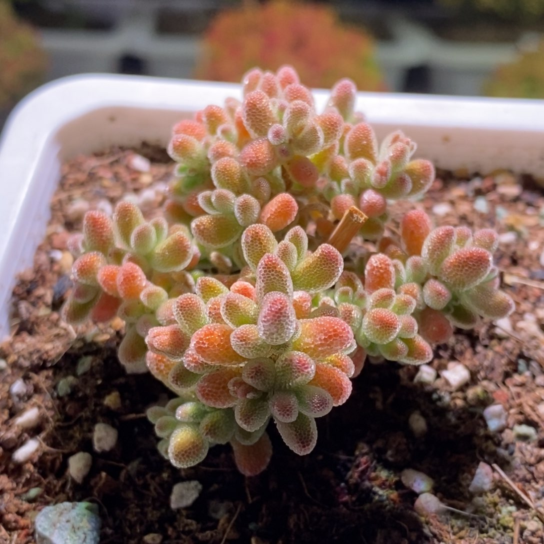 冰晶枝干番杏758