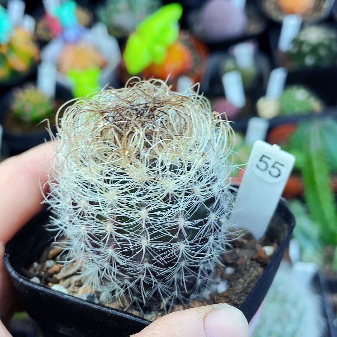 混乱玉非偏远地区满25包邮仙人球