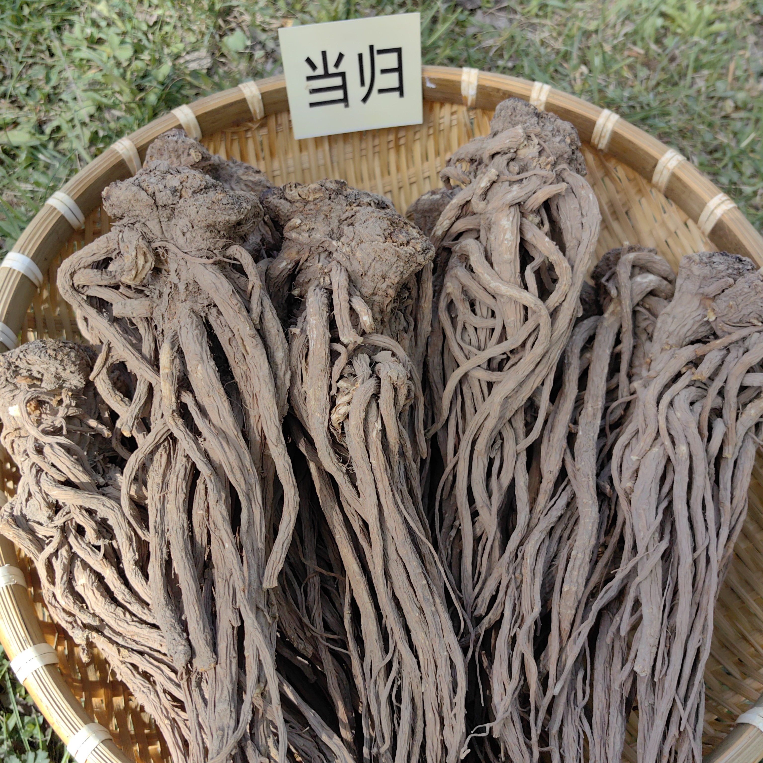 甘肃自家产的当归