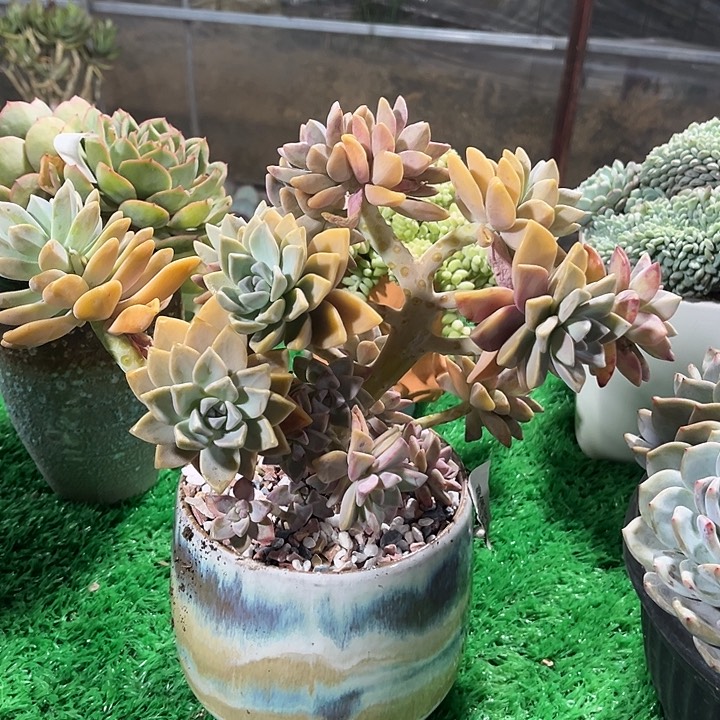 鑫伟多肉淡雪2396