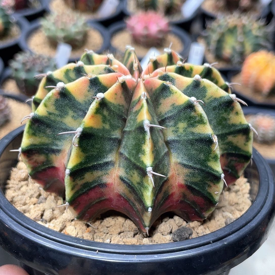 无花朵泰系实生，臀锦虎斑锦